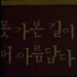 바다멀리안개꽃