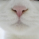 본캣