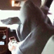 카시오페아