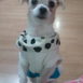 쥴리정
